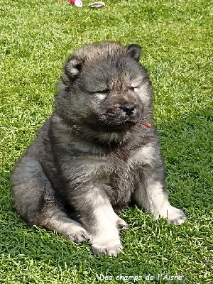 CHIOT