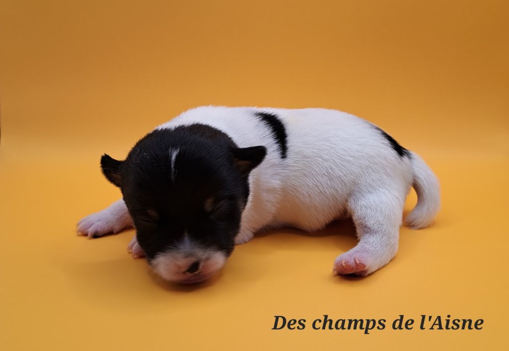 des champs de l'Aisne - Chiots disponibles - Jack Russell Terrier