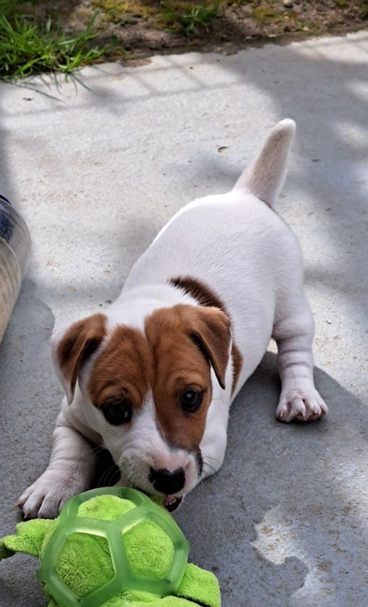 des champs de l'Aisne - Chiots disponibles - Jack Russell Terrier