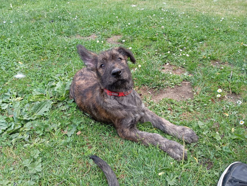 des champs de l'Aisne - Chiots disponibles - Berger de Picardie