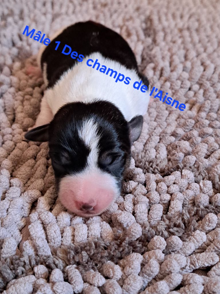 des champs de l'Aisne - Chiots disponibles - Jack Russell Terrier