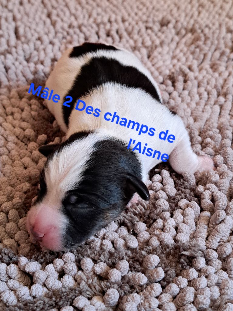 des champs de l'Aisne - Chiots disponibles - Jack Russell Terrier