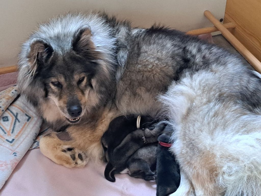 Chiot Eurasier des champs de l'Aisne