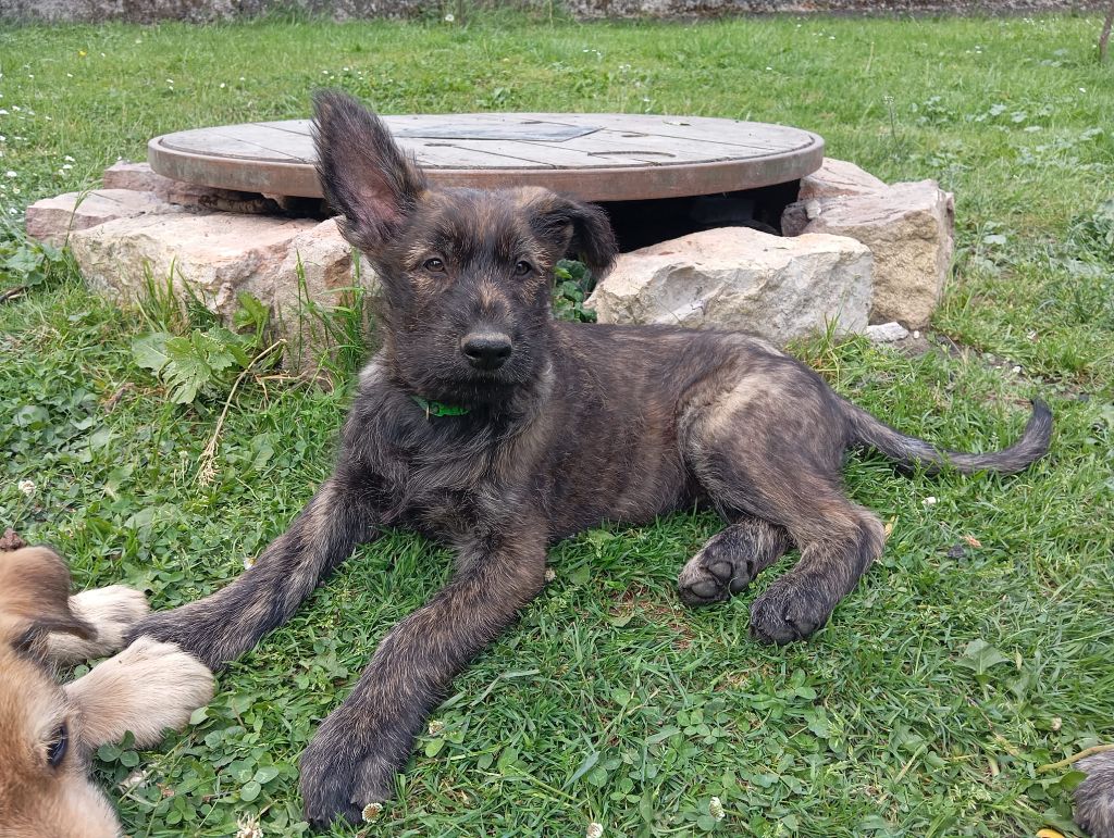 des champs de l'Aisne - Chiots disponibles - Berger de Picardie